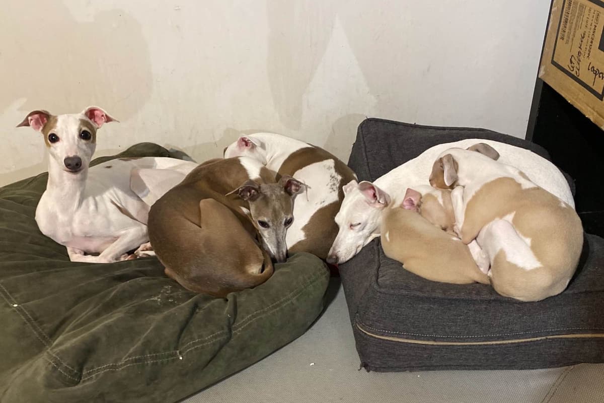 Puppies from Wild Irish IG Kennels breeder image 3
