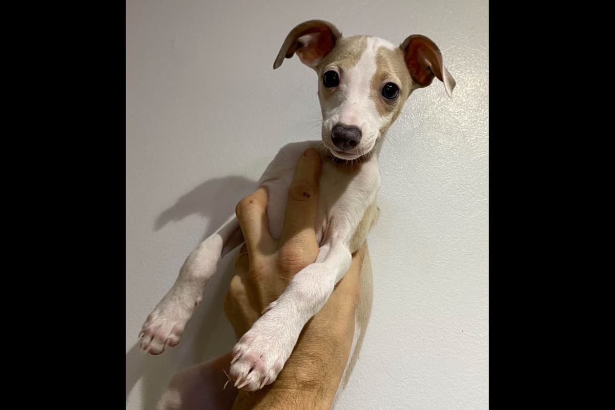 Puppies from Wild Irish IG Kennels breeder image 4