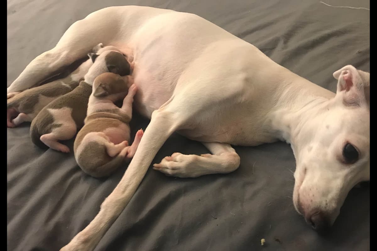 Puppies from Wild Irish IG Kennels breeder image 5