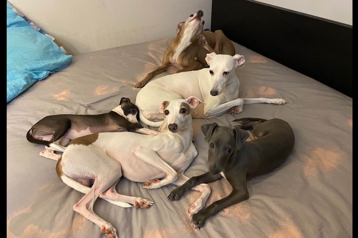 Puppies from Wild Irish IG Kennels breeder image 6