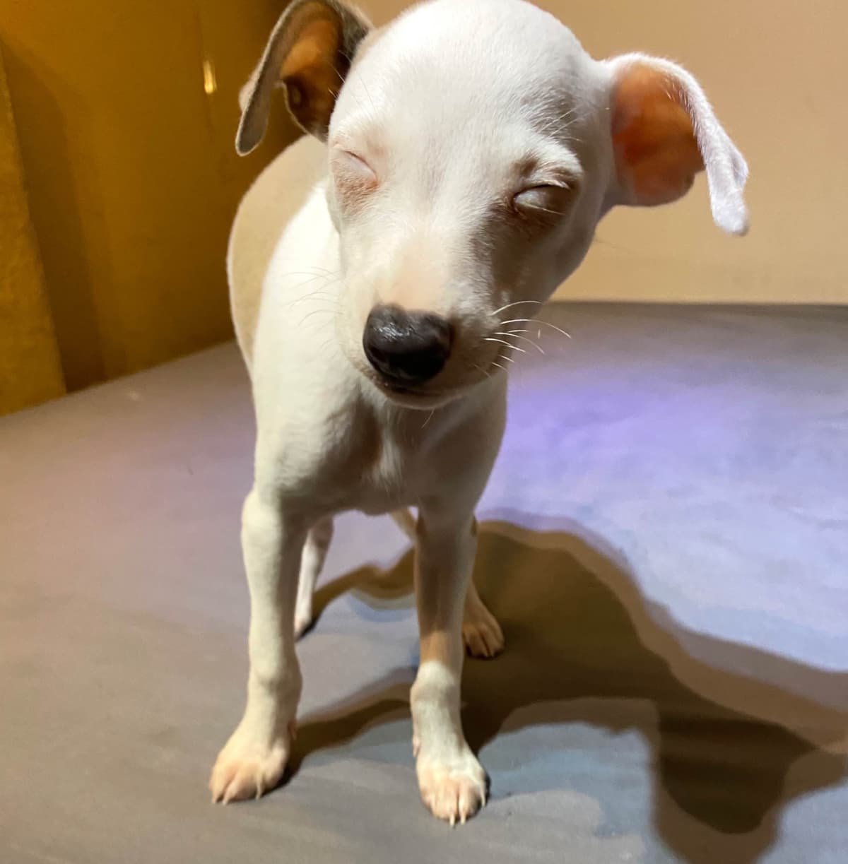 Puppies from Wild Irish IG Kennels breeder image 1