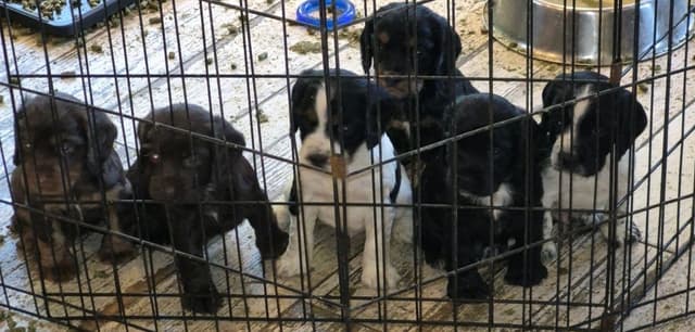 English Cocker Spaniel Puppies, field bred media 2