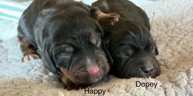 English Cocker Spaniel Puppies, field bred media 4