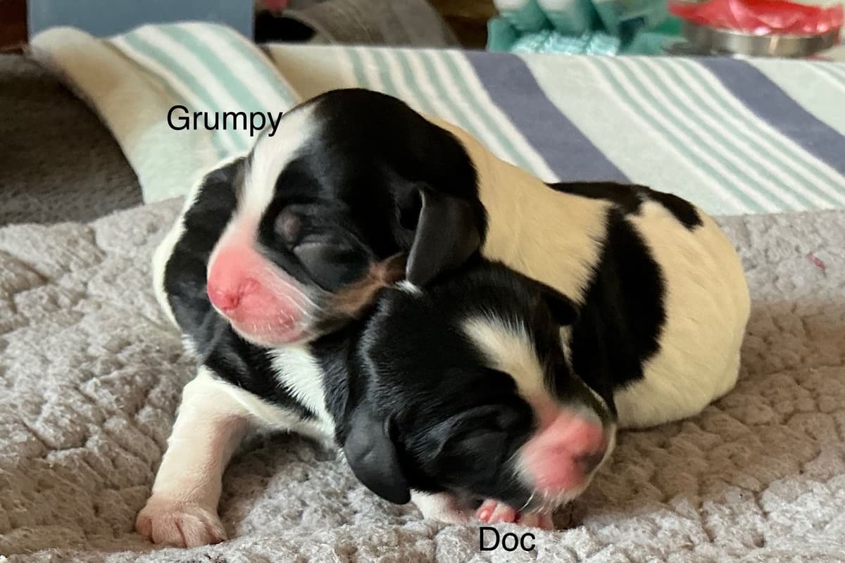 English Cocker Spaniel Puppies, field bred breeder image 4