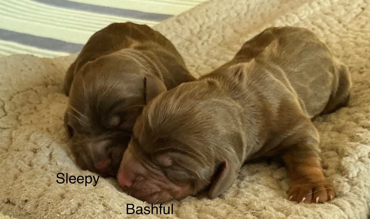 English Cocker Spaniel Puppies, field bred breeder image 3