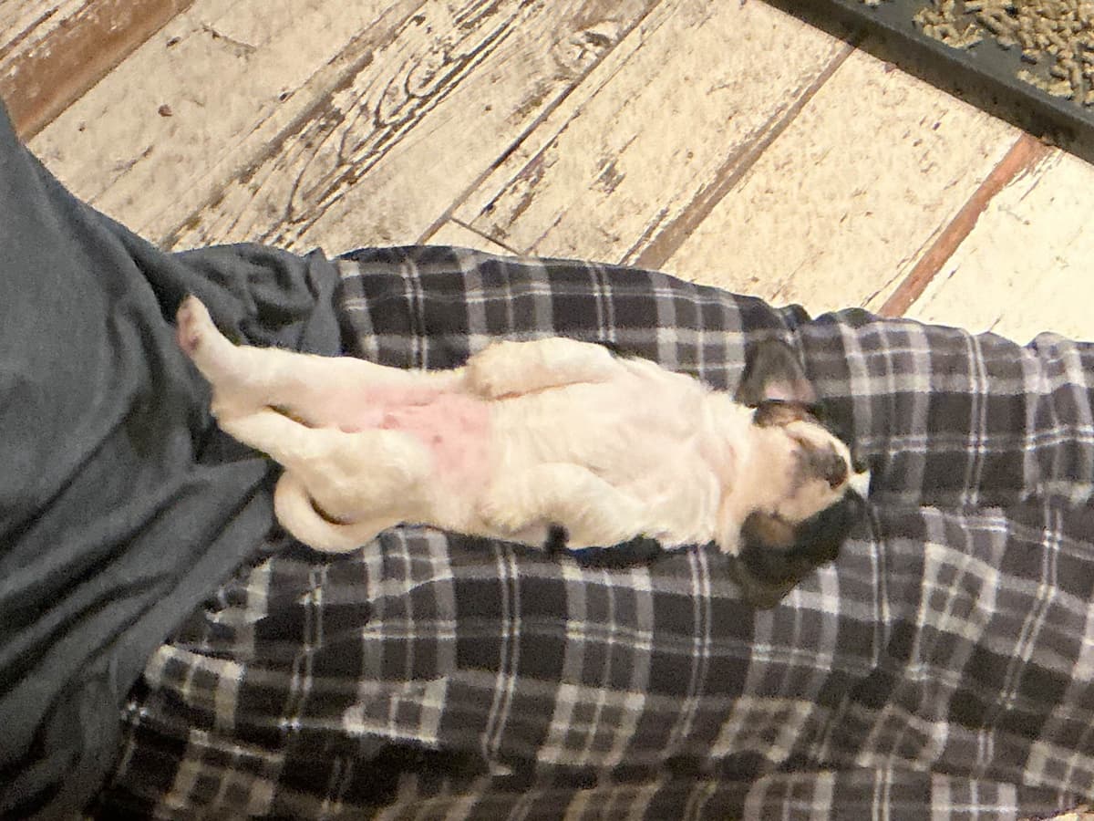 English Cocker Spaniel Puppies, field bred breeder image 5