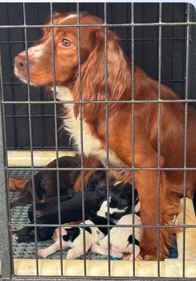 English Cocker Spaniel Puppies, field bred breeder image 6