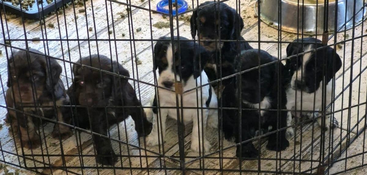 English Cocker Spaniel Puppies, field bred breeder image 7
