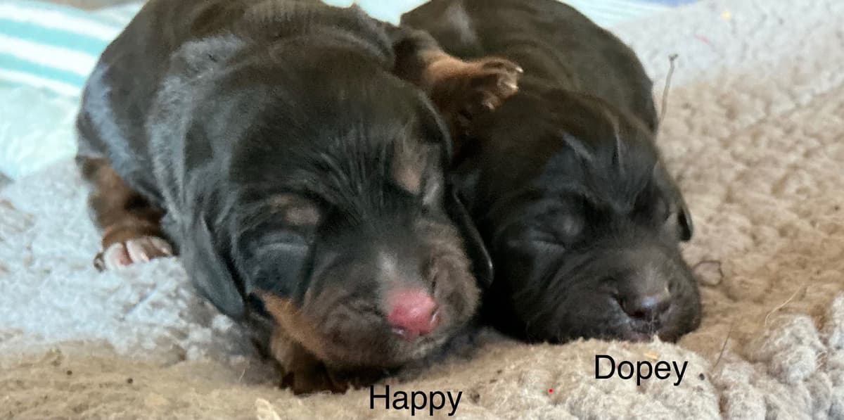 English Cocker Spaniel Puppies, field bred breeder image 8