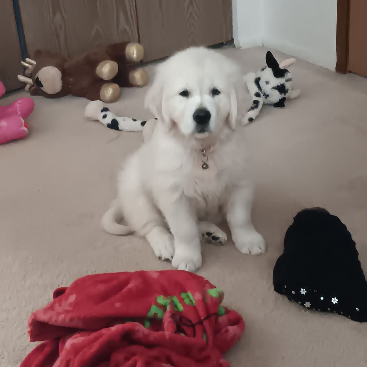 White English Creme Golden Retriever Puppies breeder image 1