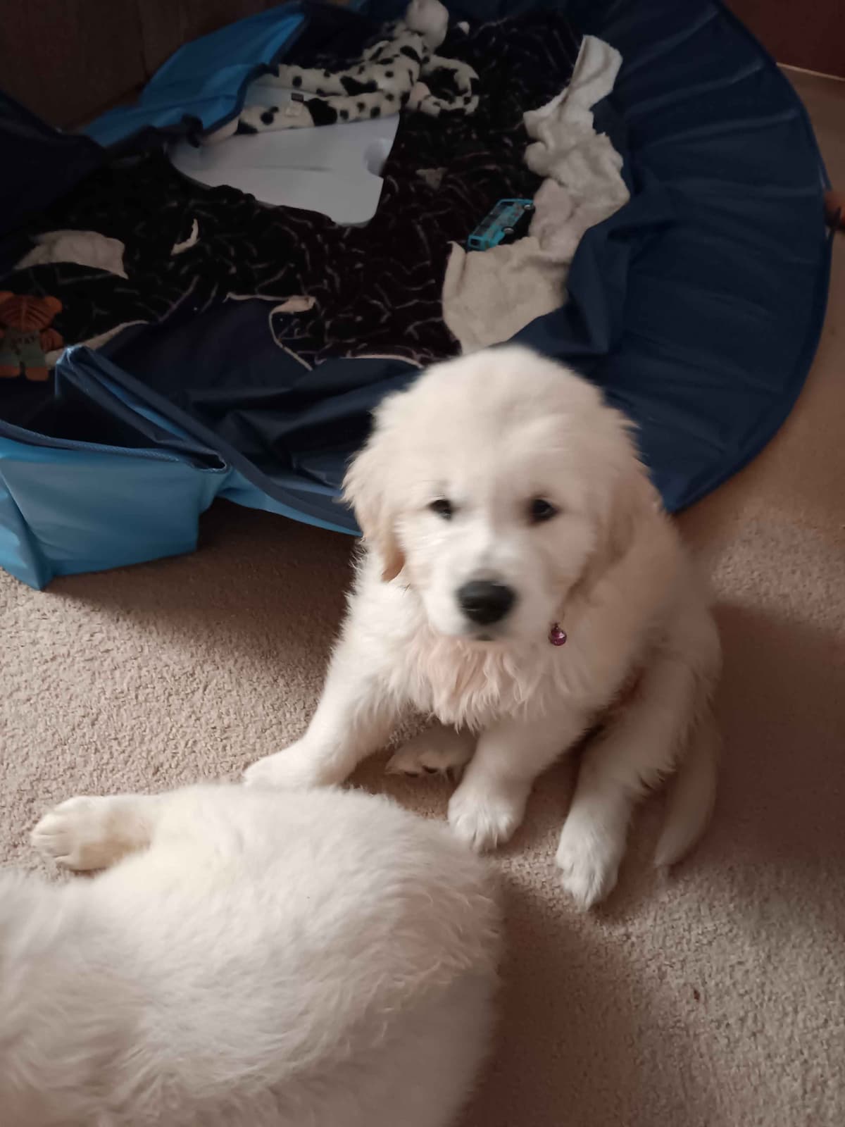White English Creme Golden Retriever Puppies breeder image 3