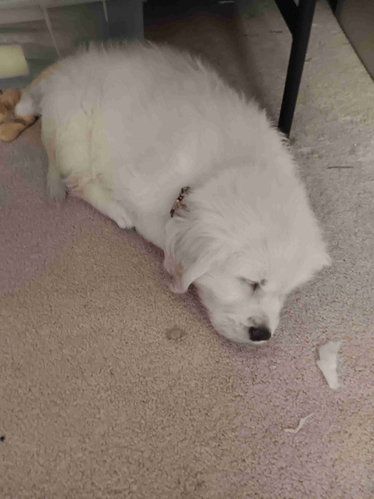 White English Creme Golden Retriever Puppies breeder image 4