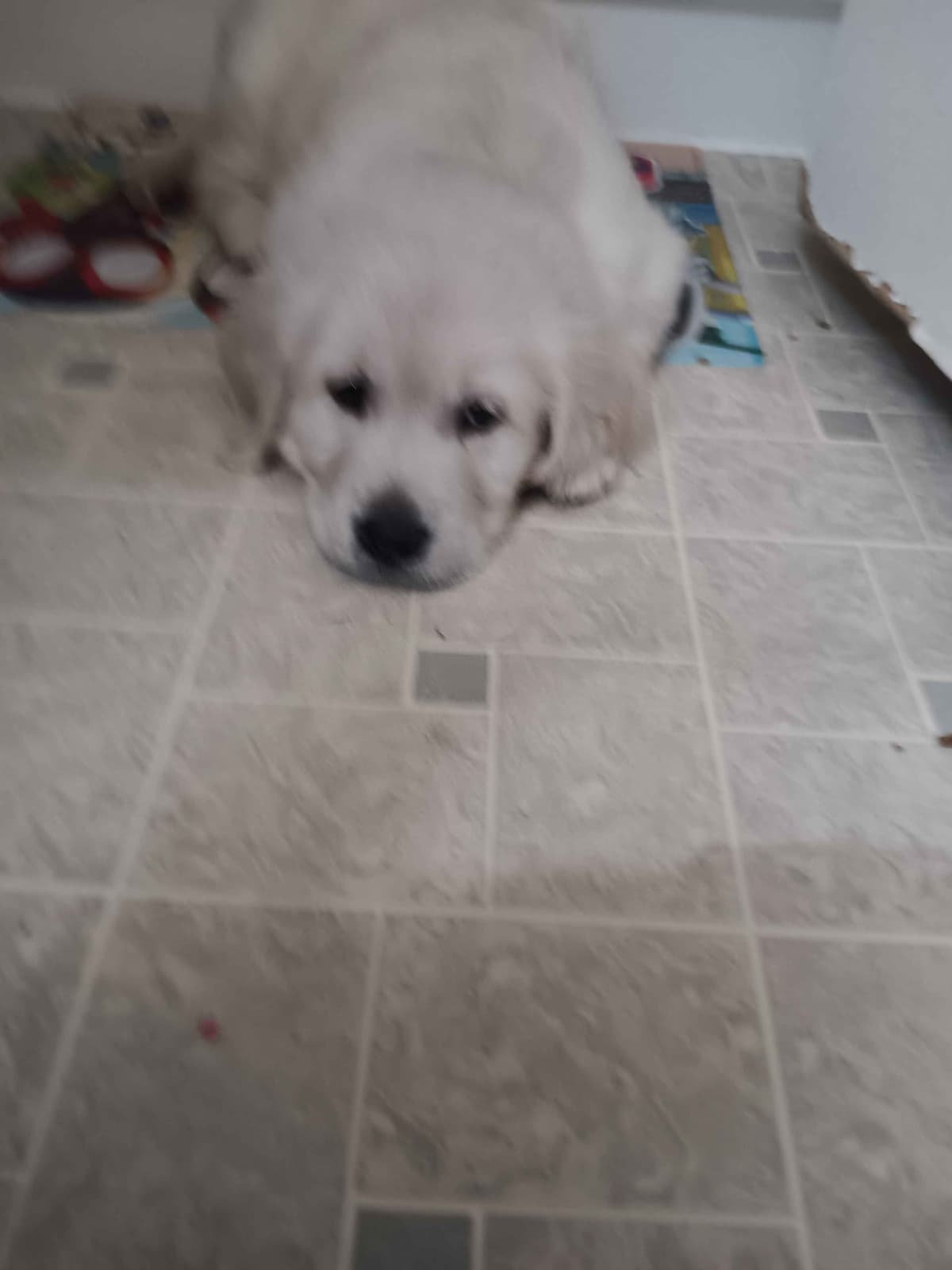 White English Creme Golden Retriever Puppies breeder image 5