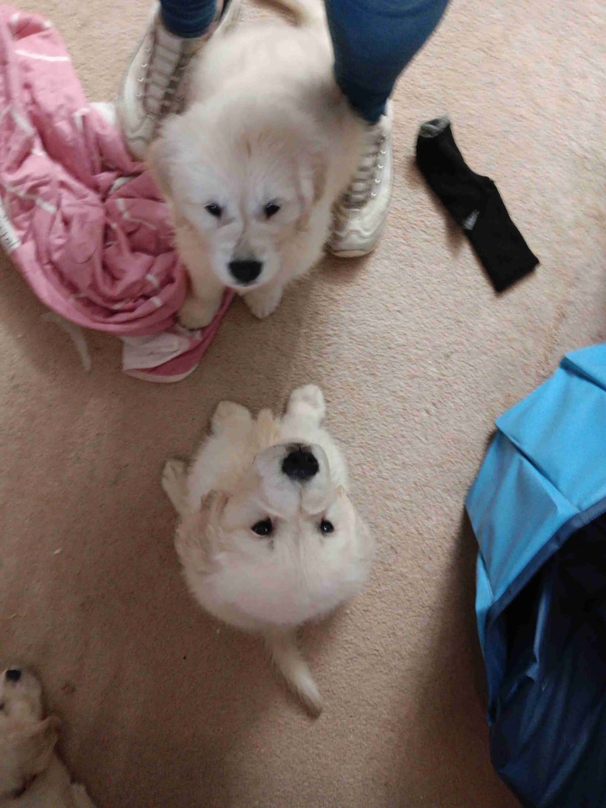 White English Creme Golden Retriever Puppies breeder image 7