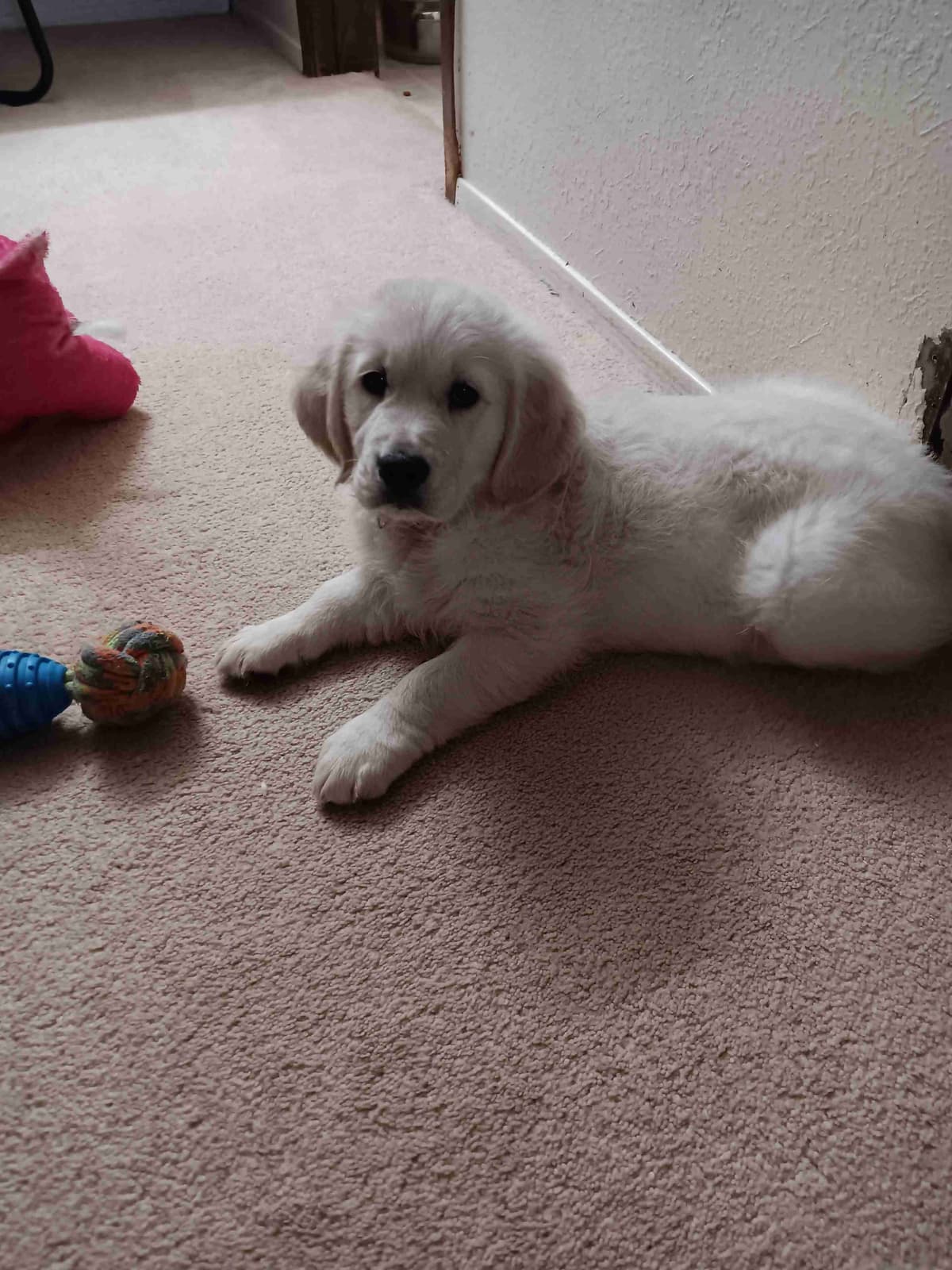 White English Creme Golden Retriever Puppies breeder image 8