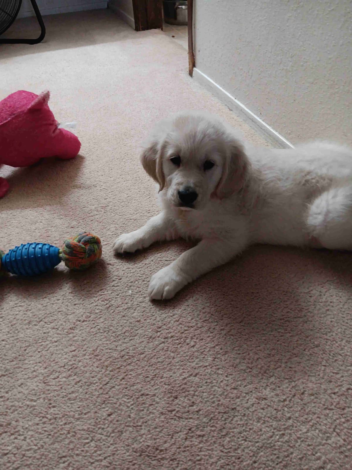 White English Creme Golden Retriever Puppies breeder image 10