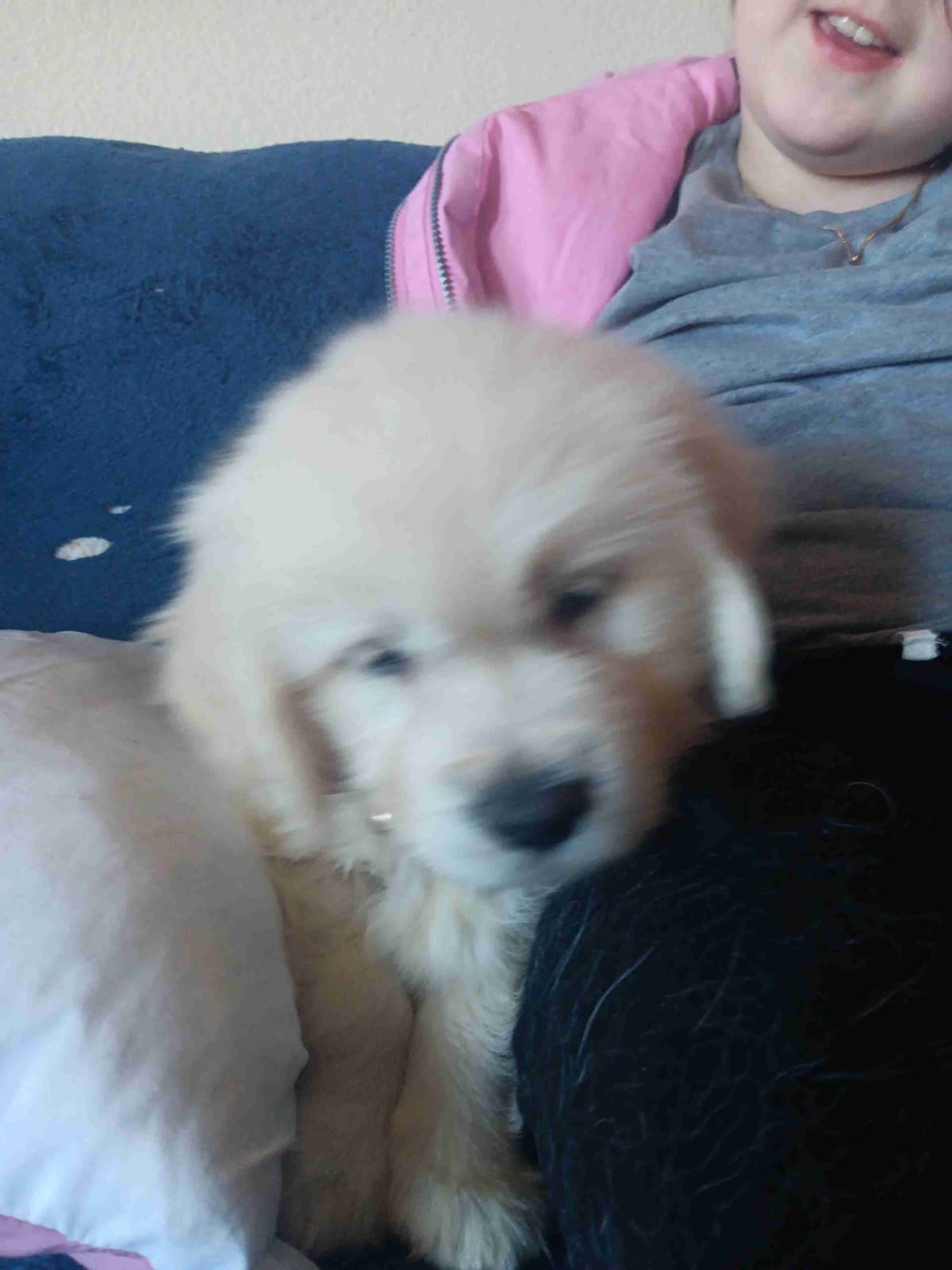 White English Creme Golden Retriever Puppies breeder image 9