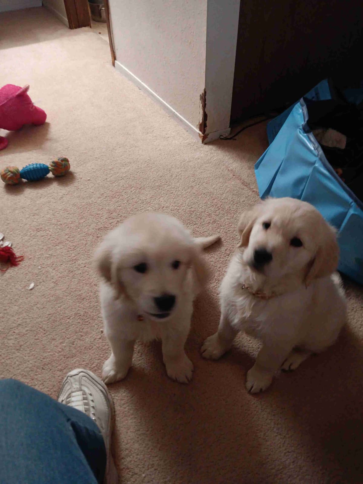 White English Creme Golden Retriever Puppies breeder image 11