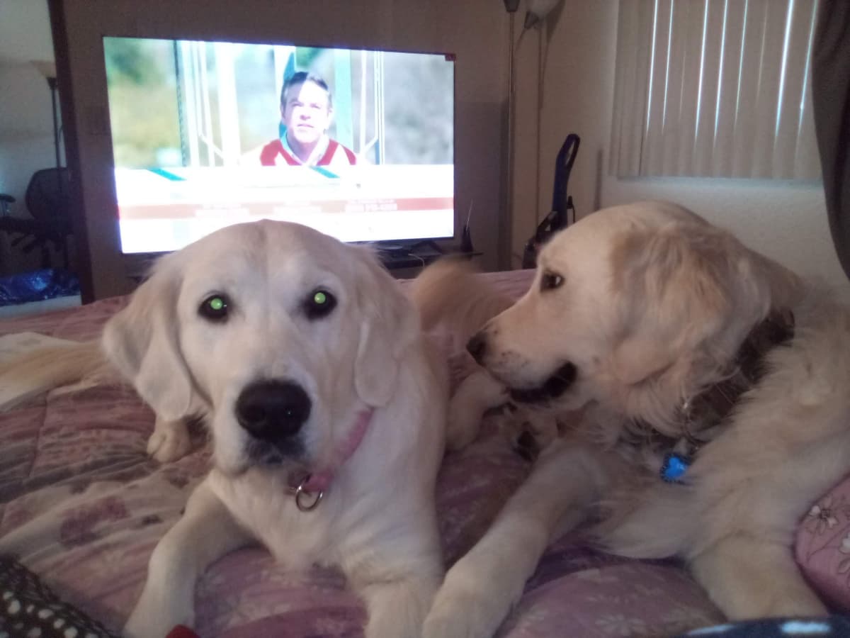 White English Creme Golden Retriever Puppies breeder image 12