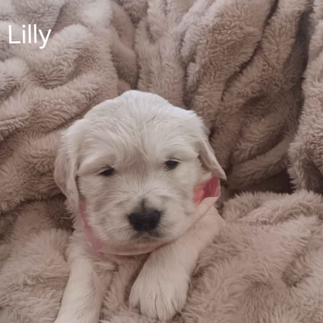 White English Creme Golden Retriever Puppies media 2