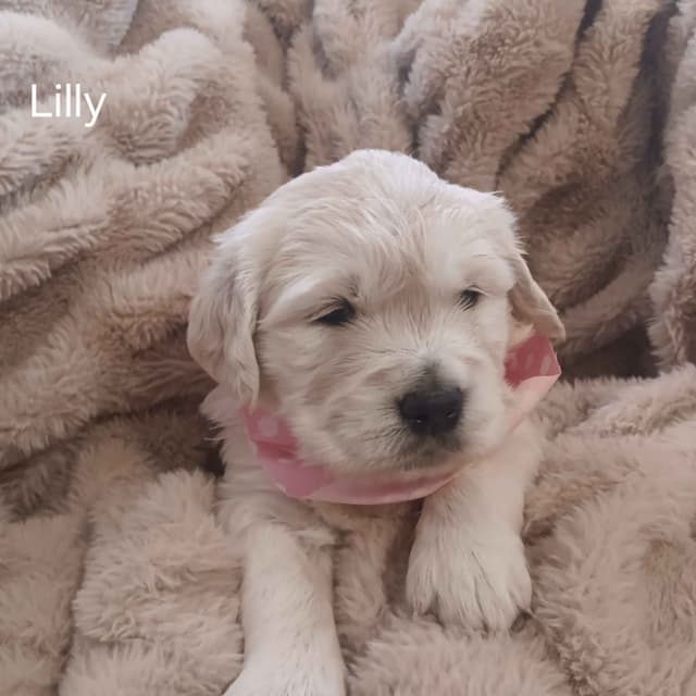 White English Creme Golden Retriever Puppies media 3