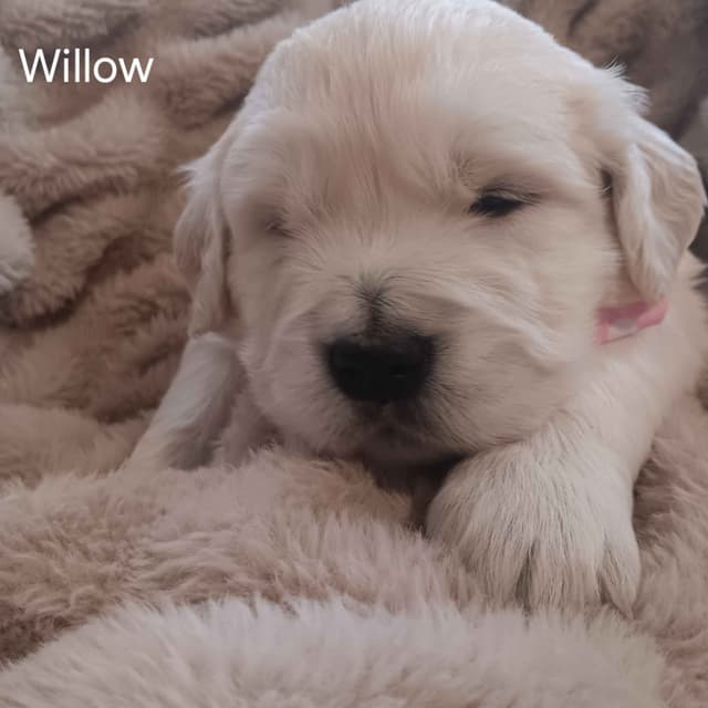 White English Creme Golden Retriever Puppies media 4