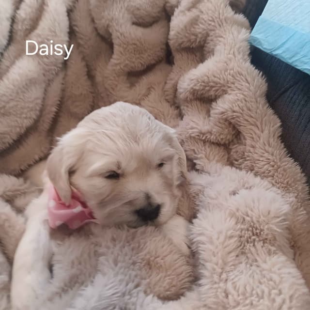 White English Creme Golden Retriever Puppies media 6