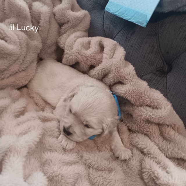 White English Creme Golden Retriever Puppies media 8