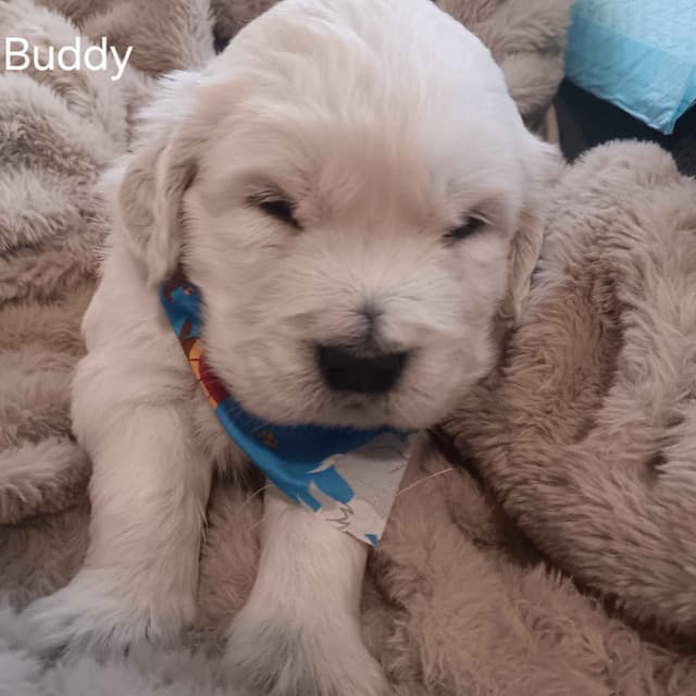White English Creme Golden Retriever Puppies media 10