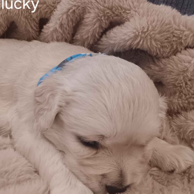 White English Creme Golden Retriever Puppies media 11