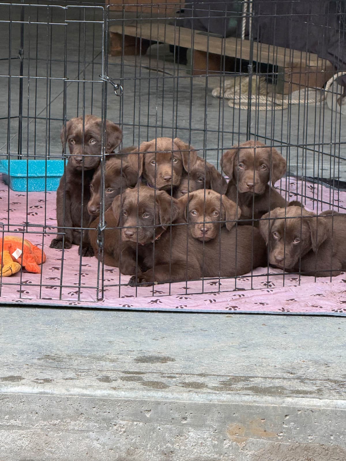 Labrador Retriever Puppies breeder image 1