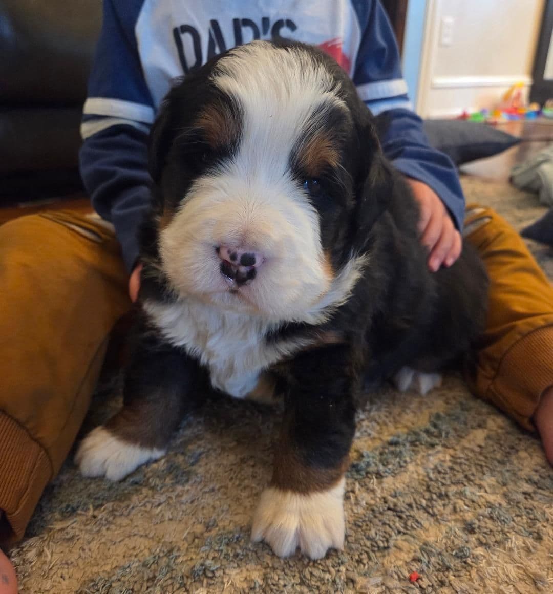 Bernese Mountain Dog Puppies breeder image 1
