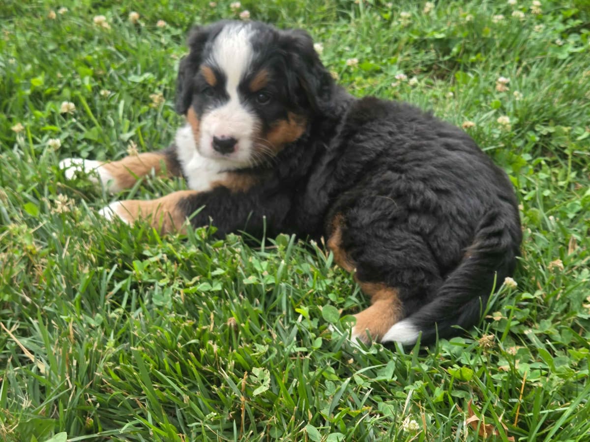 Bernese Mountain Dog Puppies breeder image 2