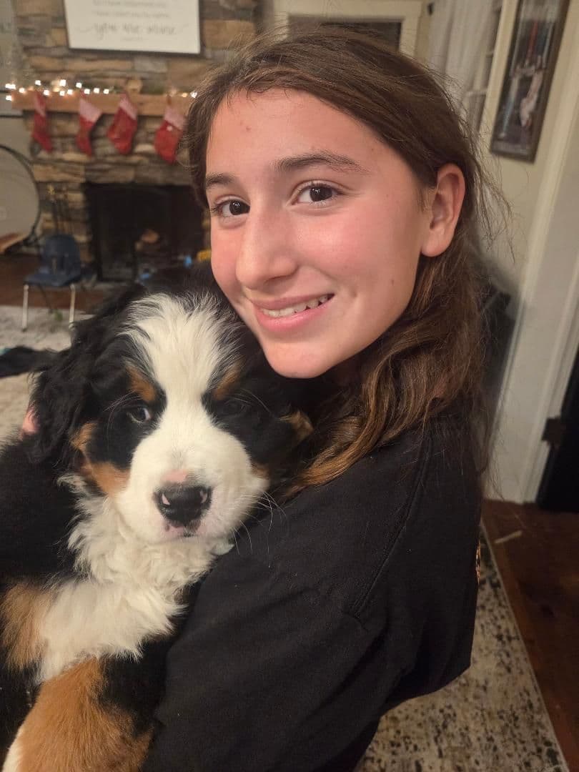 Bernese Mountain Dog Puppies breeder image 4