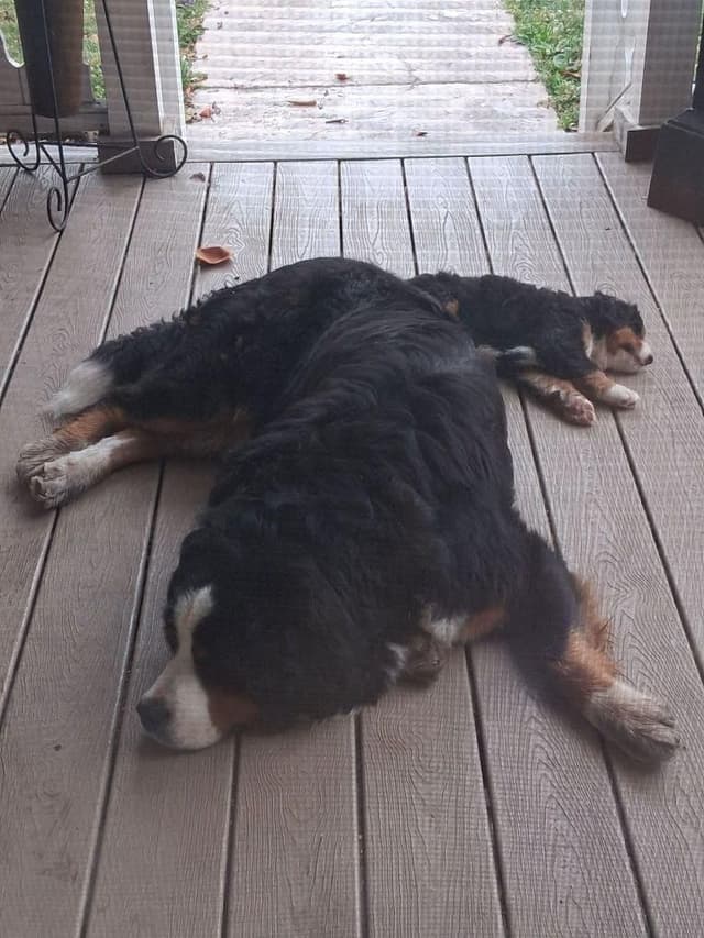Bernese Mountain Dog Puppies media 2
