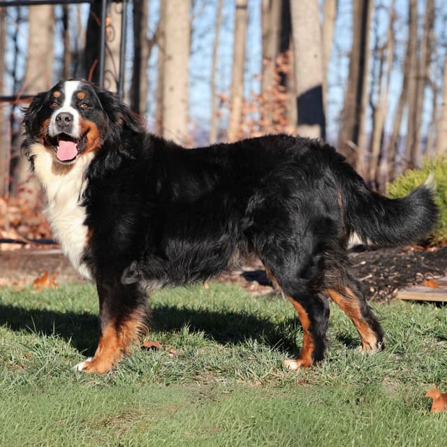 Bernese Mountain Dog Puppies media 4