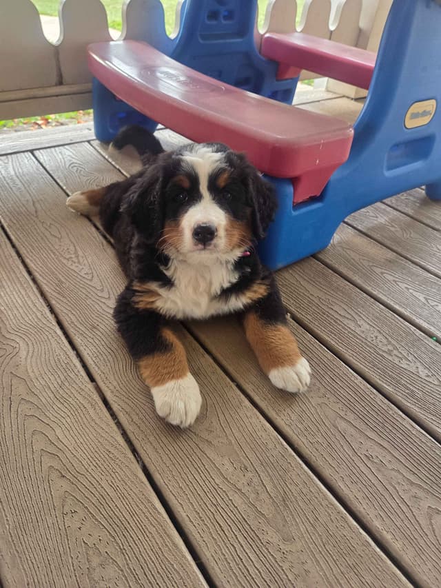Bernese Mountain Dog Puppies media 6