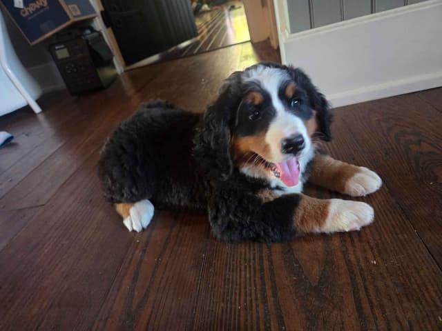 Bernese Mountain Dog Puppies media 7