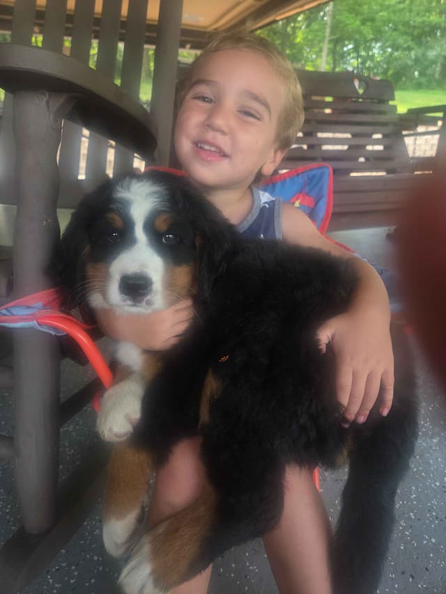 Bernese Mountain Dog Puppies media 9
