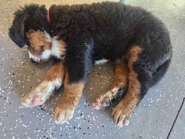Bernese Mountain Dog Puppies media 11