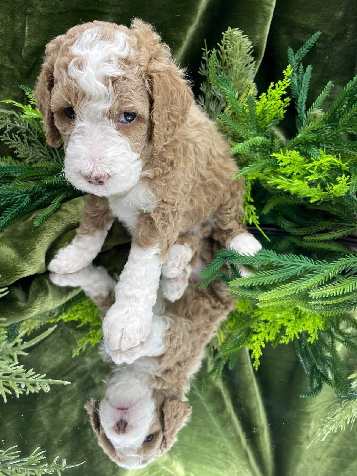 Small Standard Poodle Puppies 17-19” as adult breeder image 1