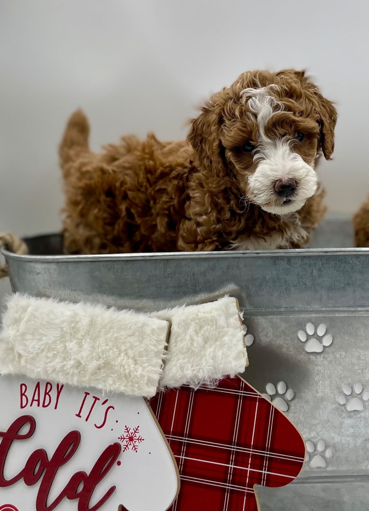 Small Standard Poodle Puppies 17-19” as adult breeder image 2