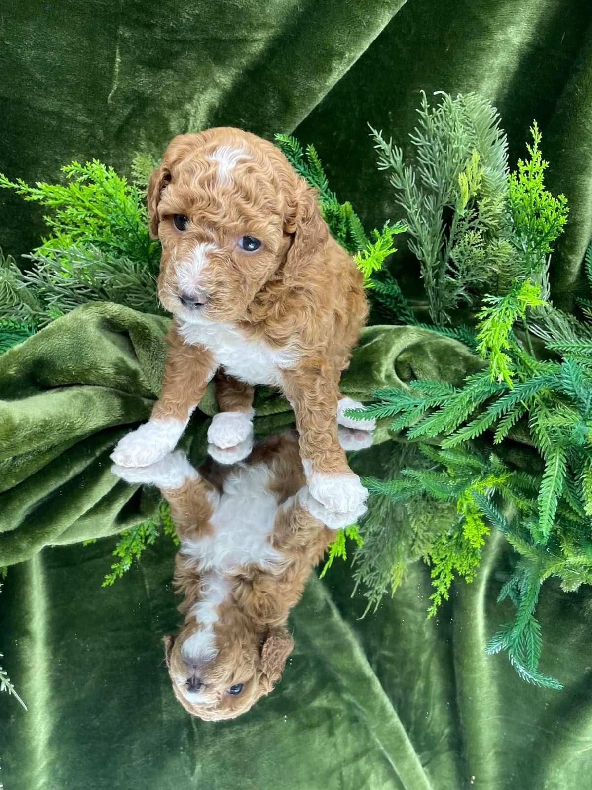 Small Standard Poodle Puppies 17-19” as adult breeder image 3