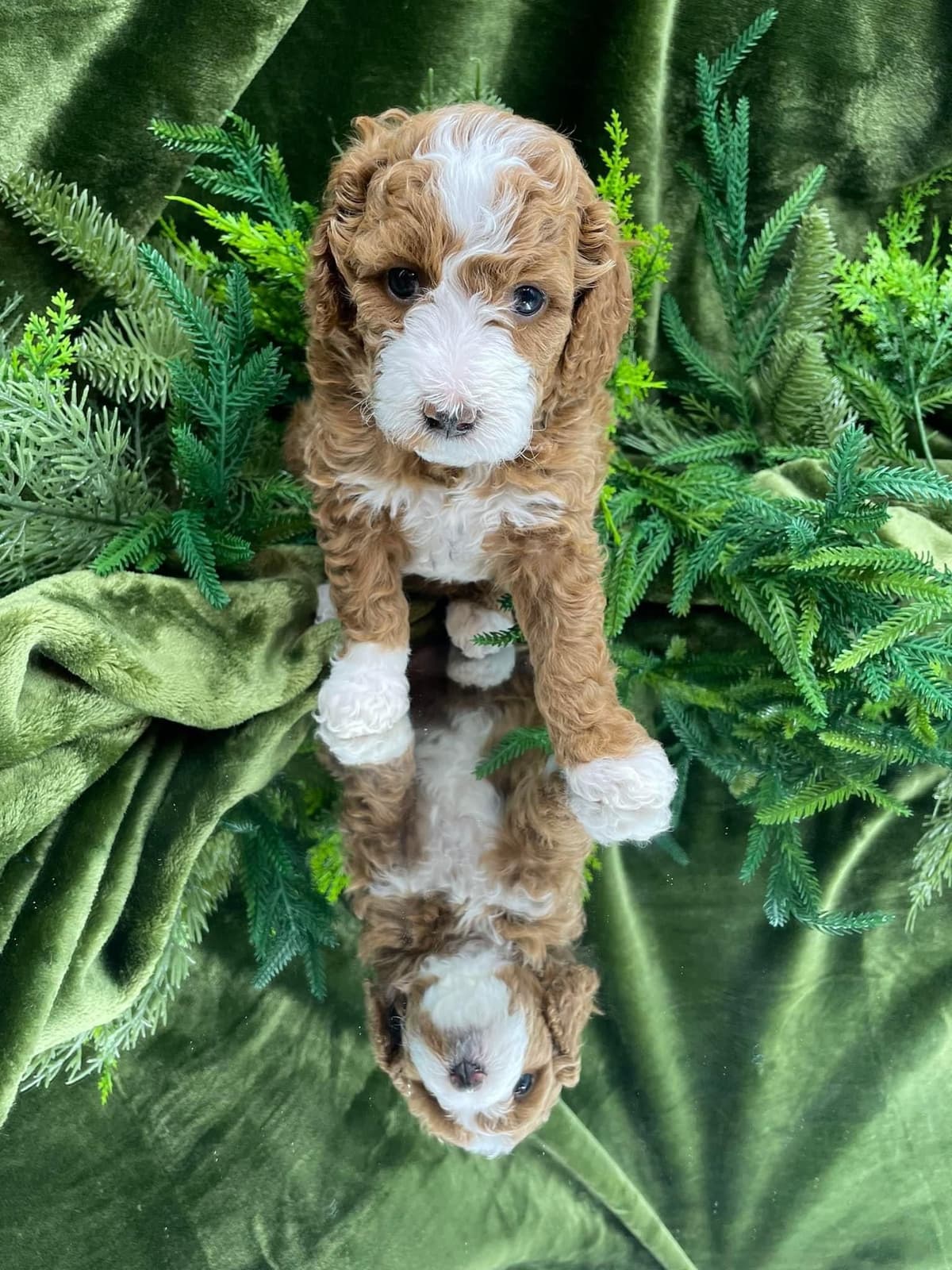 Small Standard Poodle Puppies 17-19” as adult breeder image 6