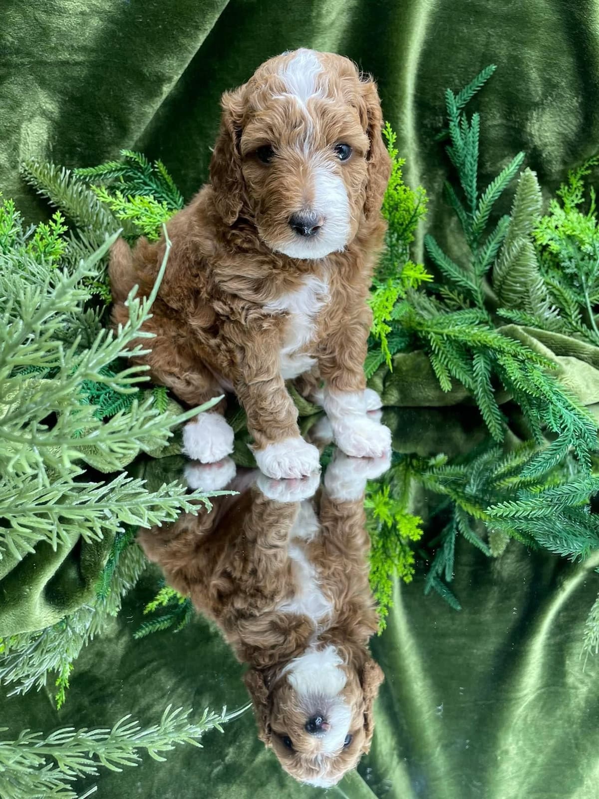 Small Standard Poodle Puppies 17-19” as adult breeder image 4