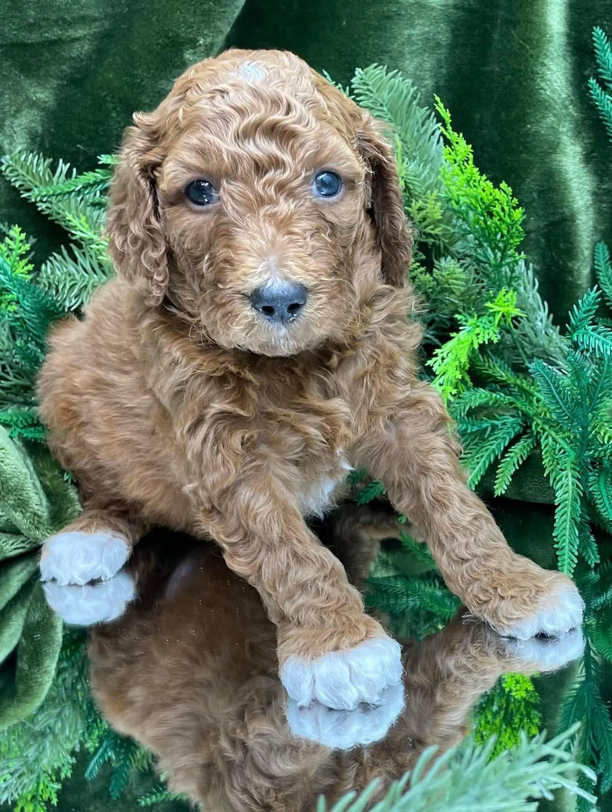 Small Standard Poodle Puppies 17-19” as adult breeder image 5