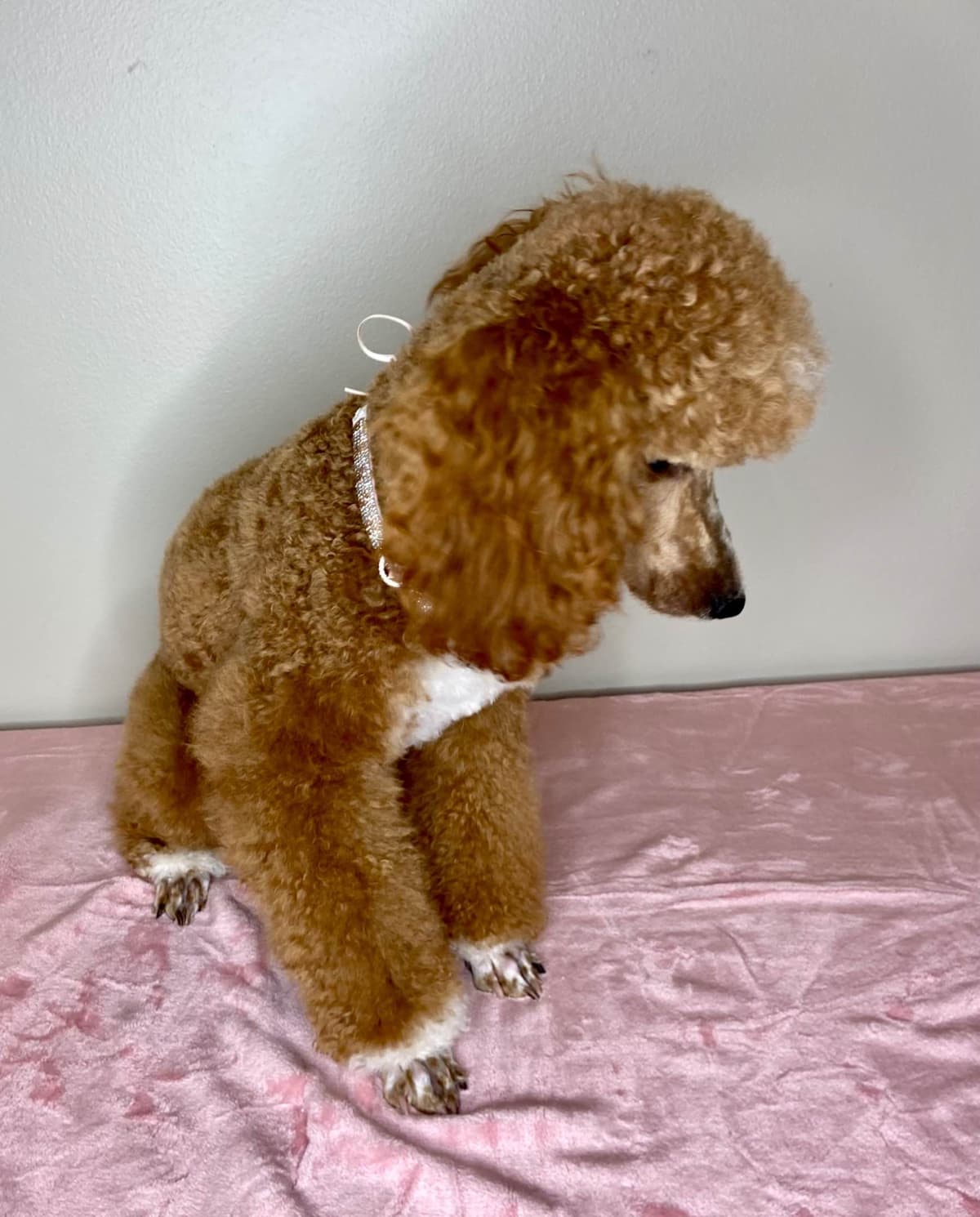 Small Standard Poodle Puppies 17-19” as adult breeder image 7