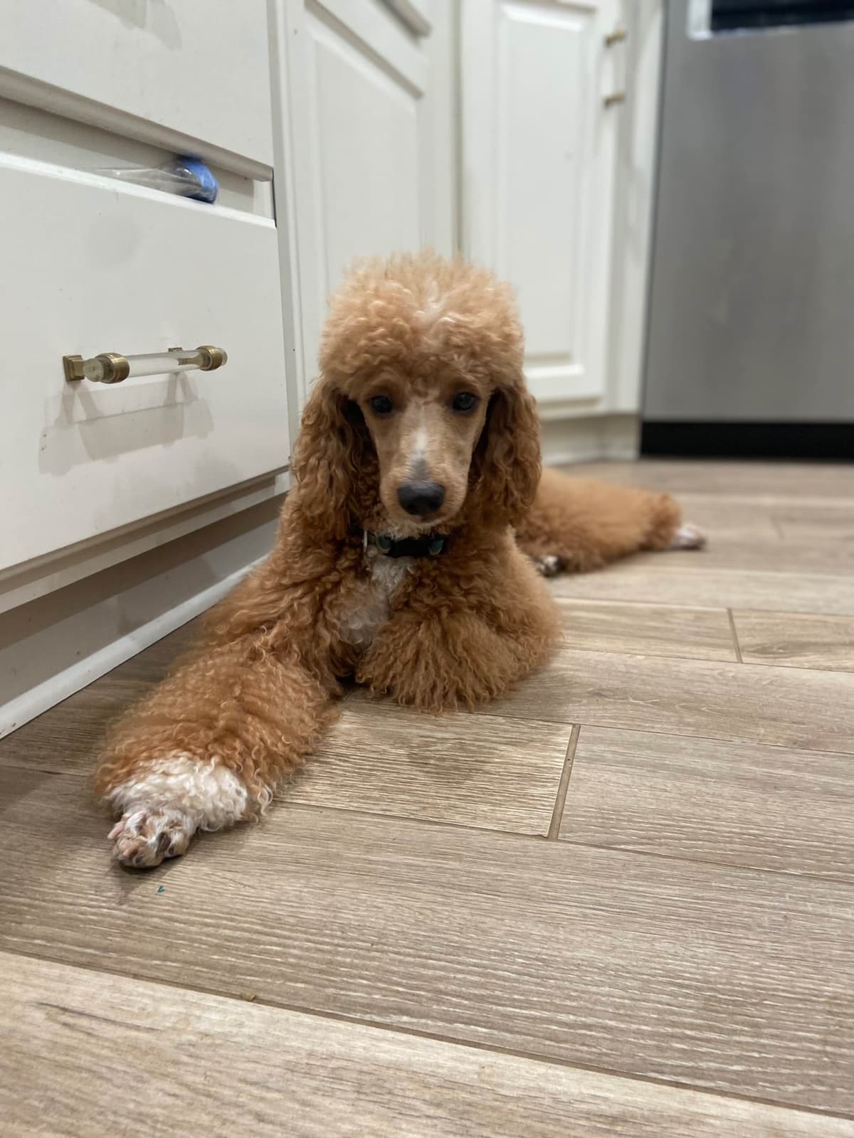 Small Standard Poodle Puppies 17-19” as adult breeder image 8
