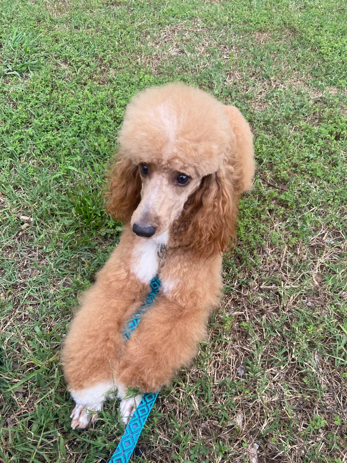 Small Standard Poodle Puppies 17-19” as adult breeder image 9