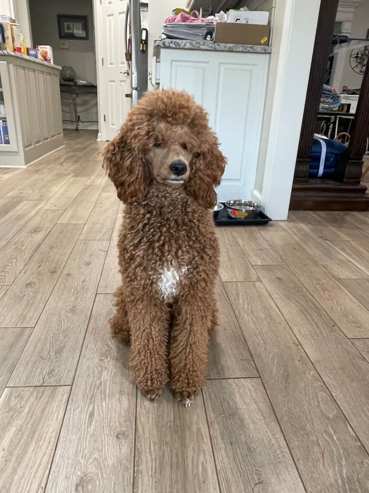 Small Standard Poodle Puppies 17-19” as adult breeder image 10